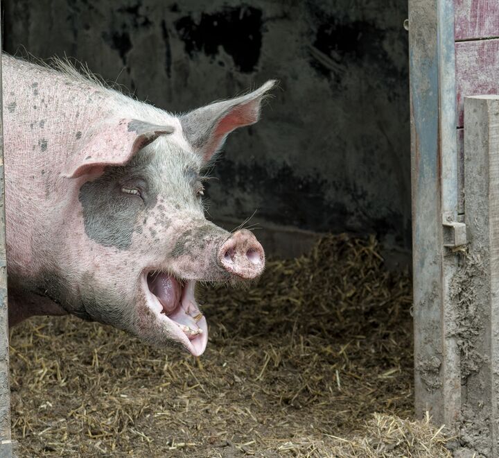 En glad gris på vei ut fra et fjøs