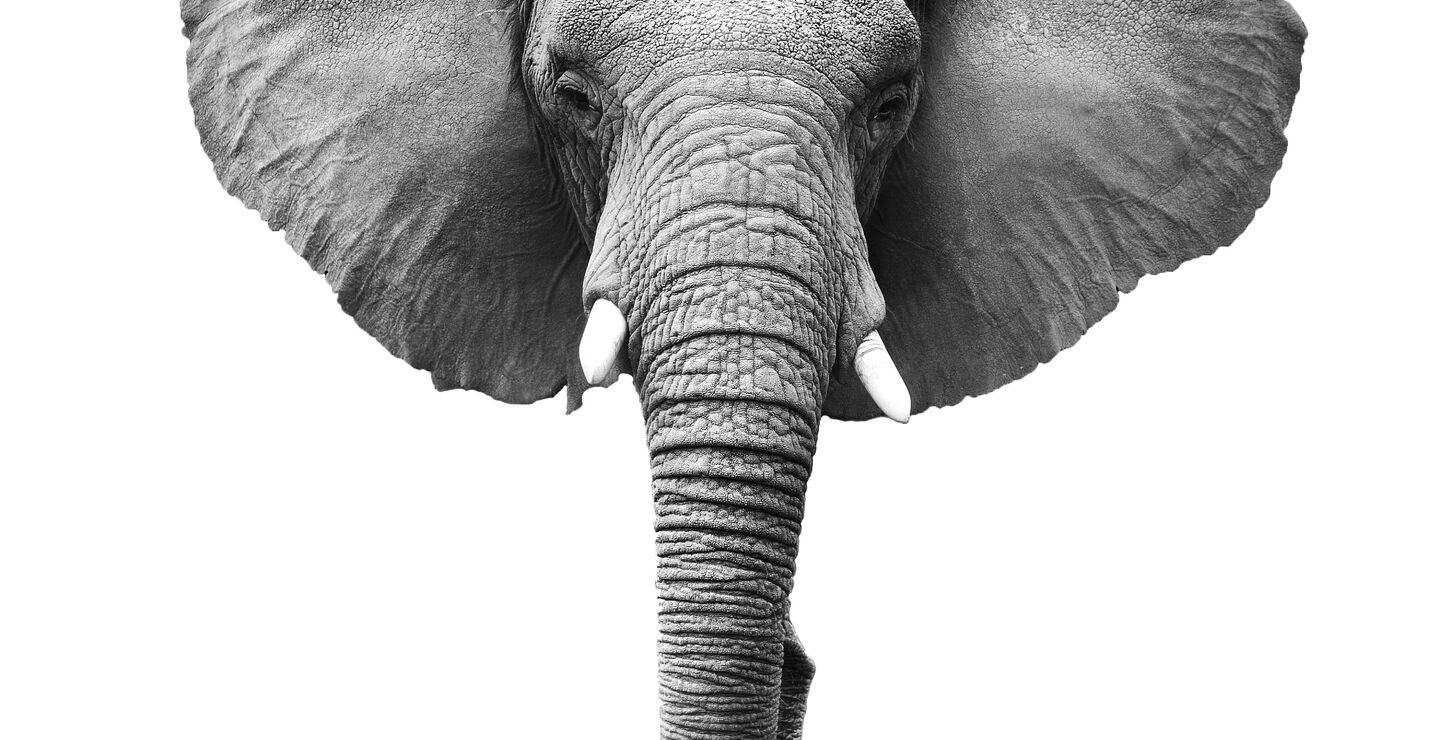 Bilde av en elefant