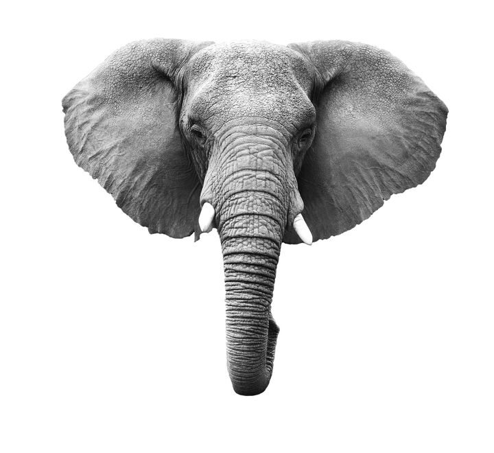 Bilde av en elefant