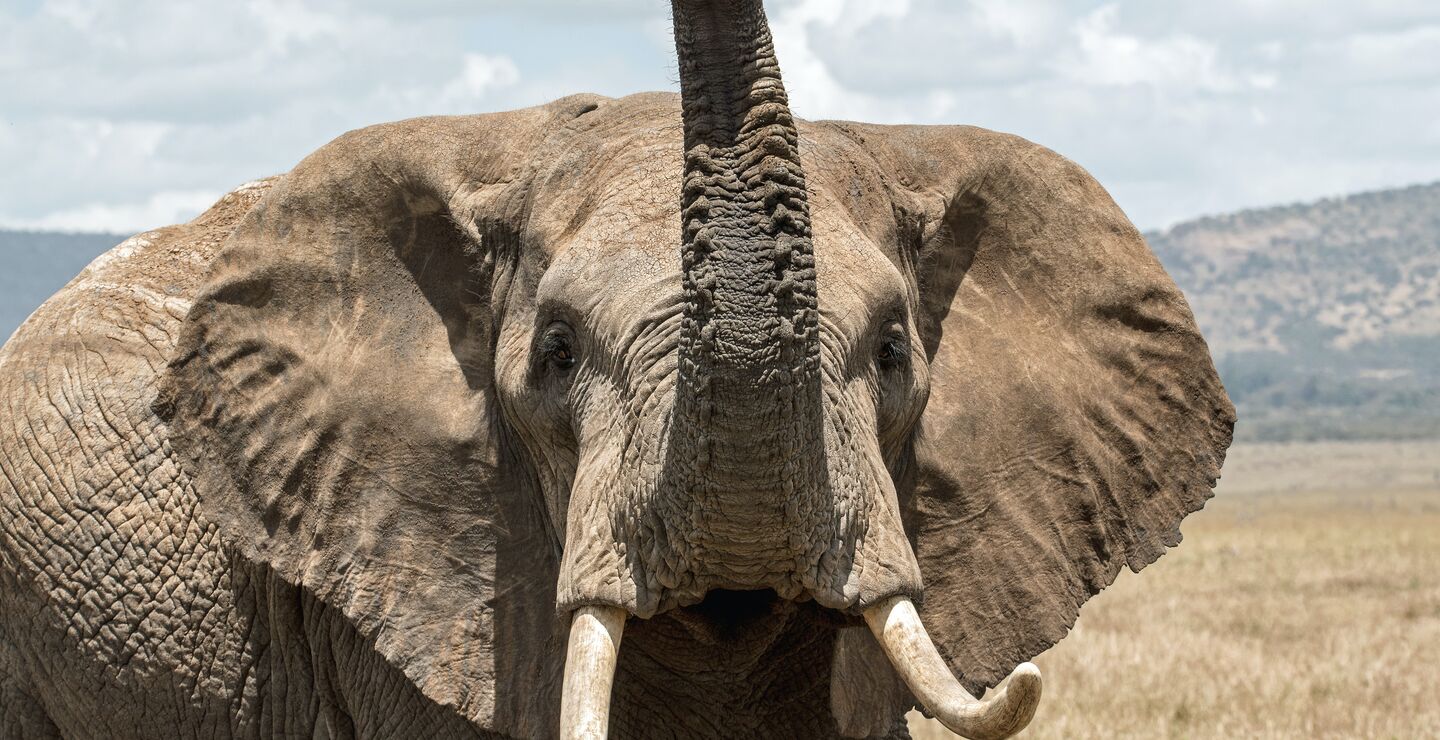 Upset elephant
