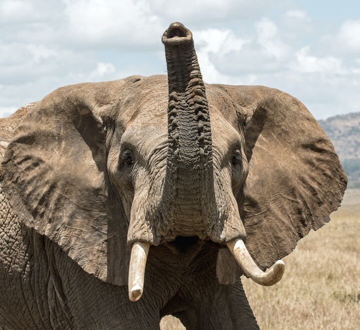 Upset elephant