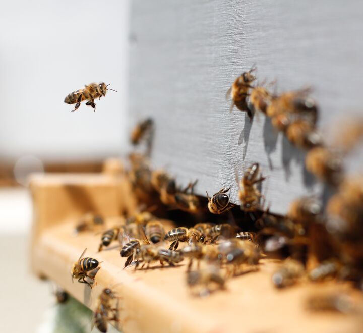 Bees