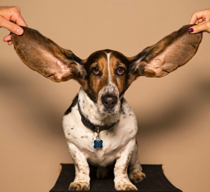 A dog with big ears.