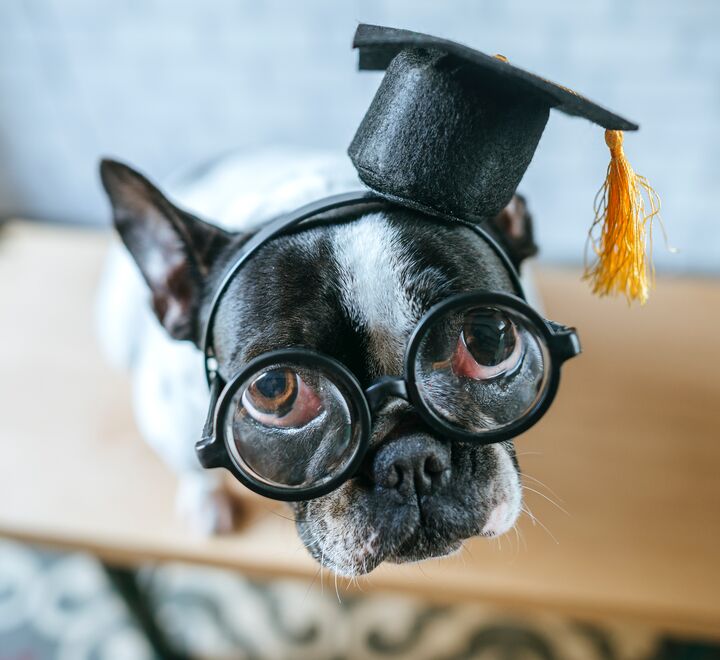 Hund med briller og graduerings hatt
