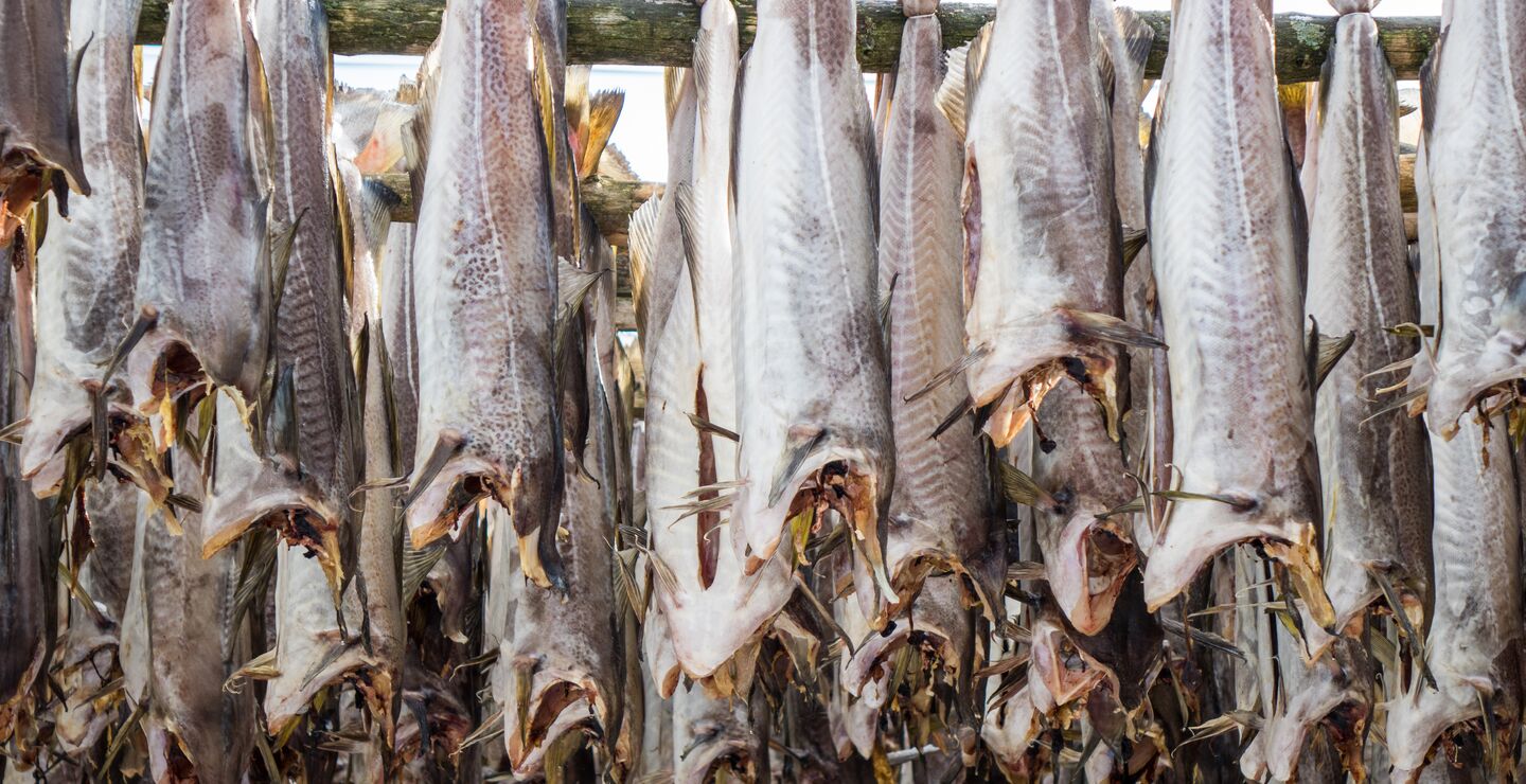Tørrfisk som henger til tørk