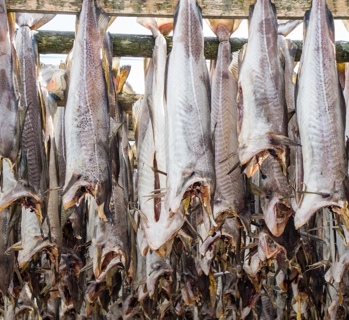 Tørrfisk som henger til tørk