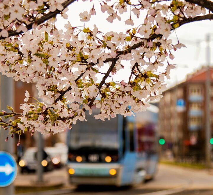 «Kanskje min bekymring for nye virus er overdreven», skriver Knut Anton Mork. «Men hvis ikke, burde vi ikke da ta en tenkepause omkring kollektivsatsing? Burde vi ikke for eksempel forske mer på flåter av selvkjørende taxier i byene? Eller satse mer på motorveier for elbiler enn på høyhastighetstog mellom de store byene?