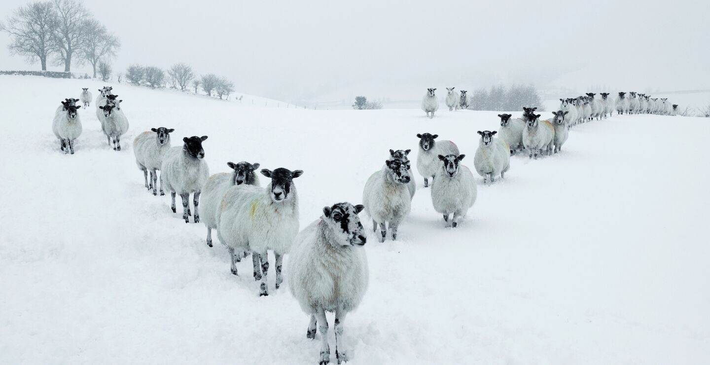 Sheep in a V-formation