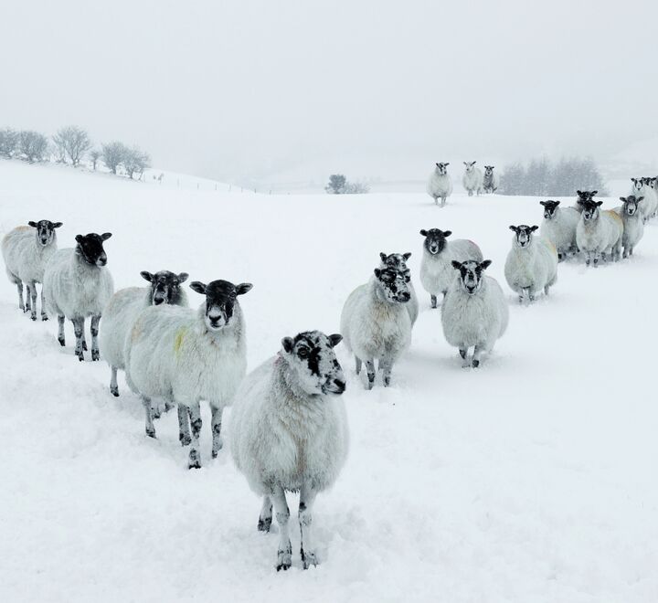 Sheep in a V-formation