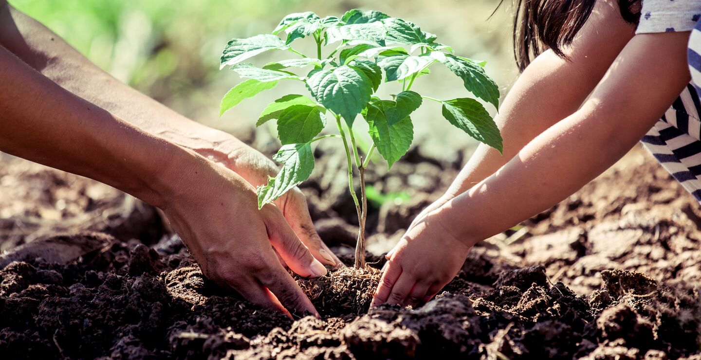To hender som planter en plante