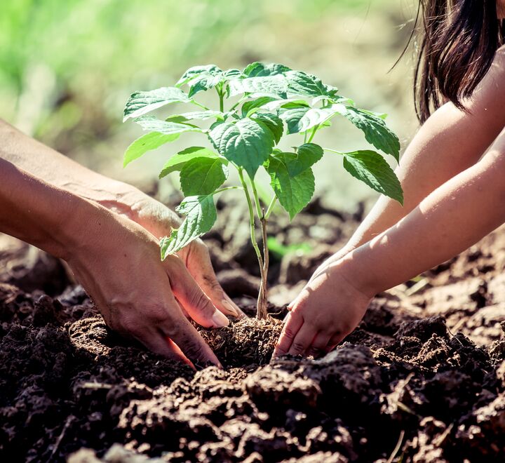 To hender som planter en plante