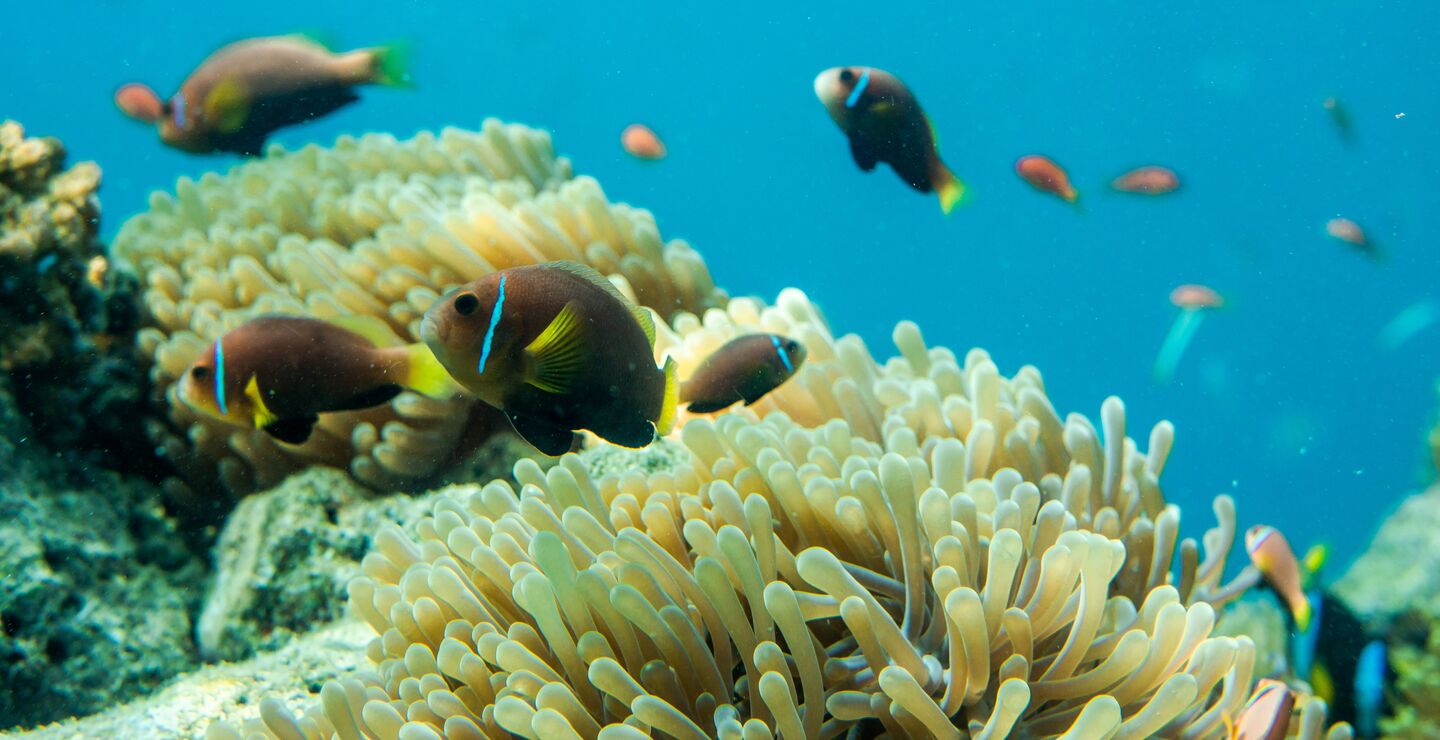 Ideen om at kostnadseffektivitet og lønnsomhet bør være idealer for menneskehetens svar på klimakrisen øker sjansen for at verden i 2100 vil være langt mindre hyggelig enn i dag, advarer Jørgen Randers. Foto av korallrev. Foto: Ishan @seefromthesky on Unsplash.