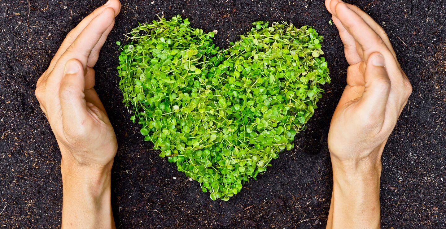 Hands holding green heart shaped tree.