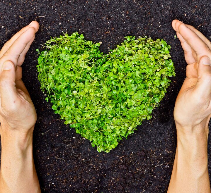 Hands holding green heart shaped tree.