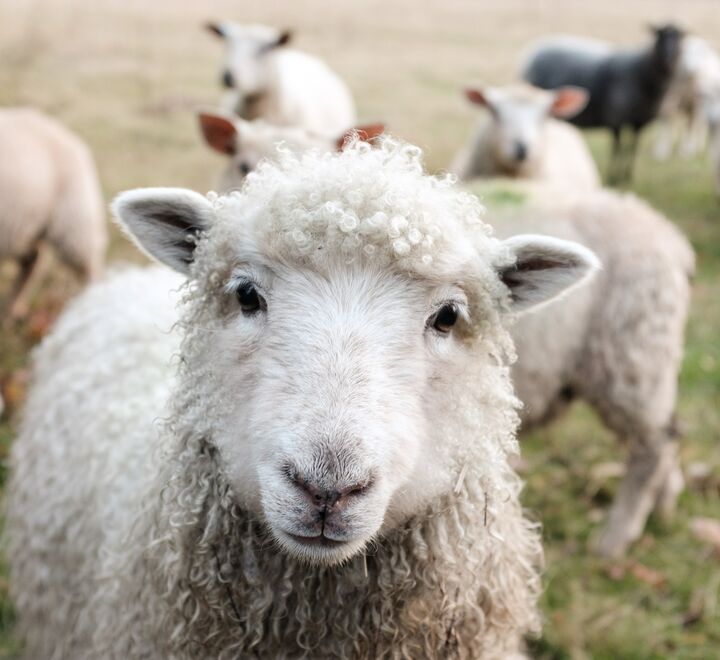 Sau og storfe er rett og slett lite produktive kjøttdyr som medfører høye klimagassutslipp, skriver artikkelforfatteren. (Foto: Sam Carter on Unsplash).