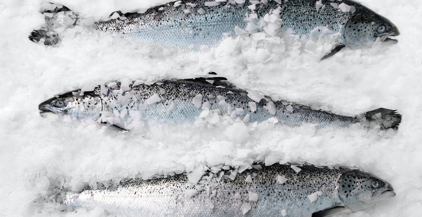 What does the premium salmon (pictured) look like, sound like, and feel like? 