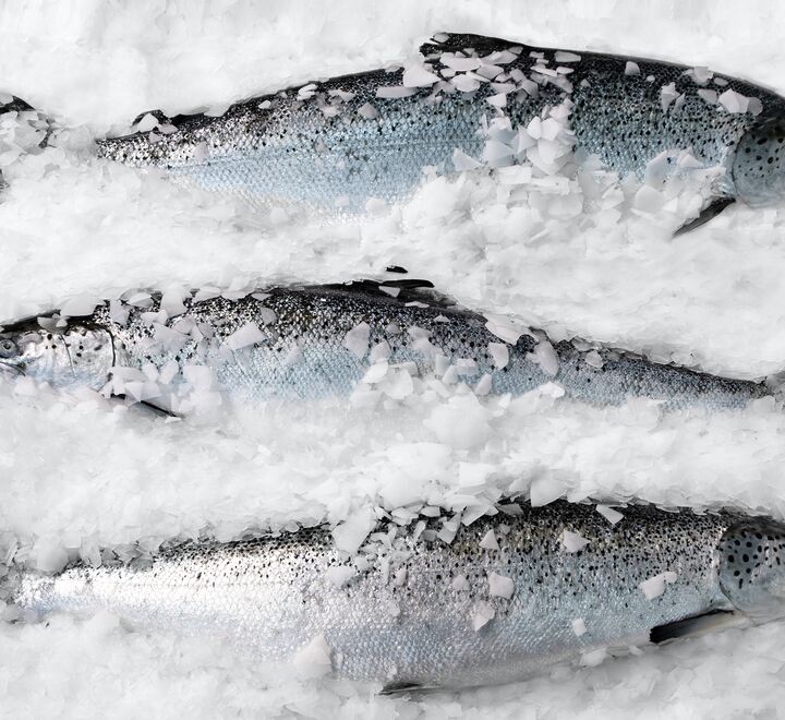 What does the premium salmon (pictured) look like, sound like, and feel like? 