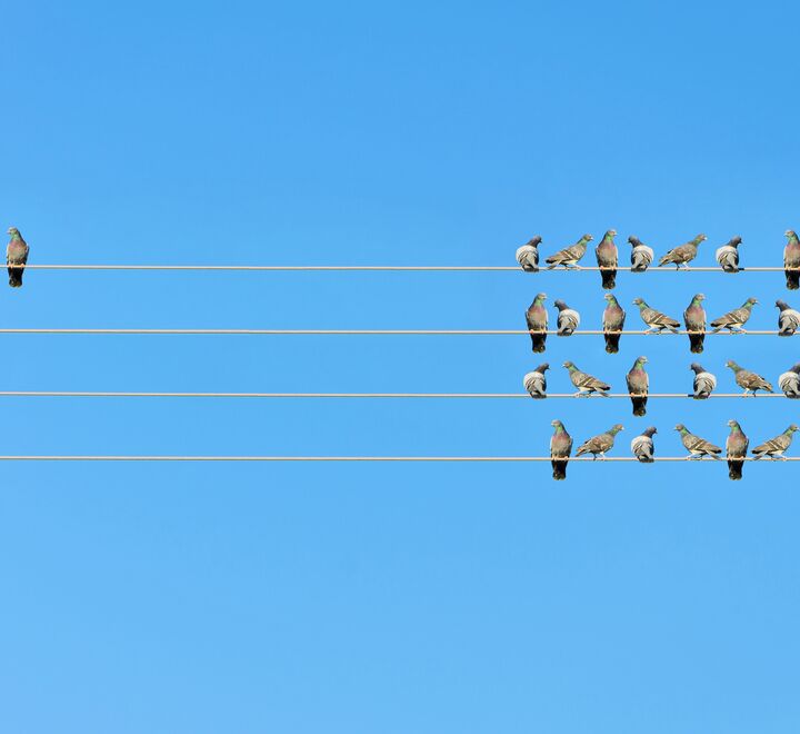 En ensom fugl på en strømlinje, noen meter unna en flokk med fugler.