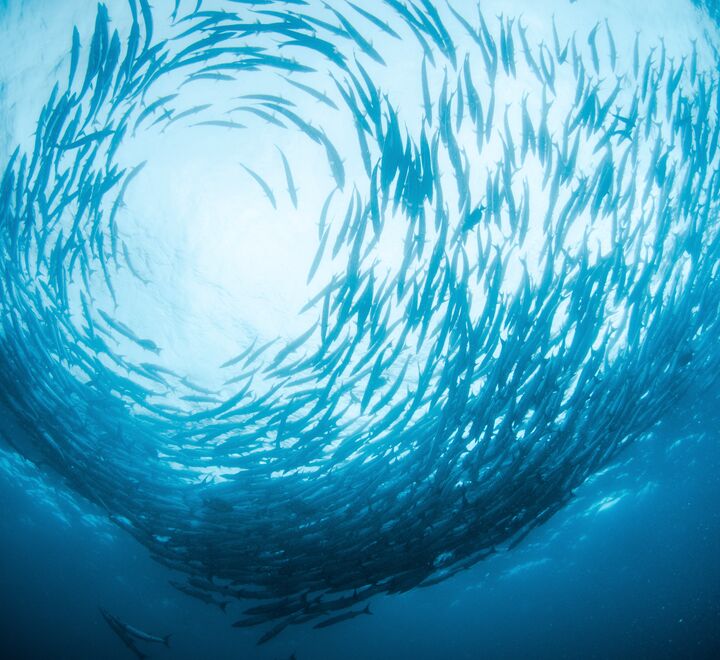 Fish in ocean