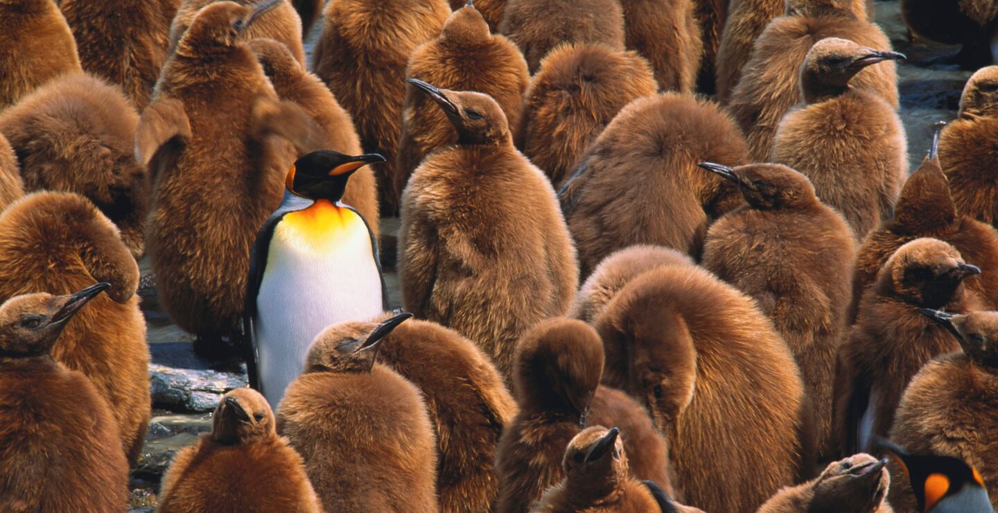 En eldre kongepingvin avbildet i en flokk av yngre kongepingviner.