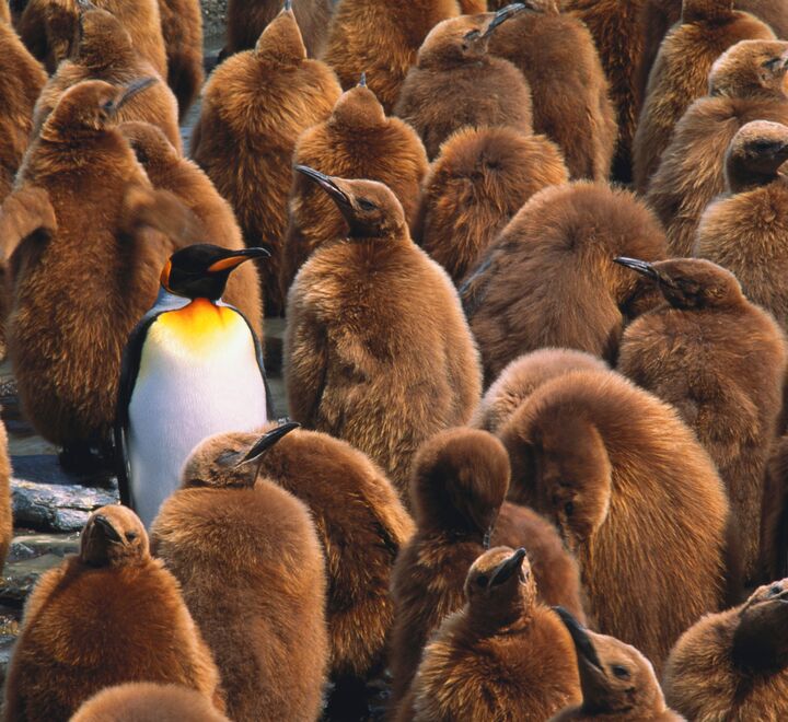 En eldre kongepingvin avbildet i en flokk av yngre kongepingviner.