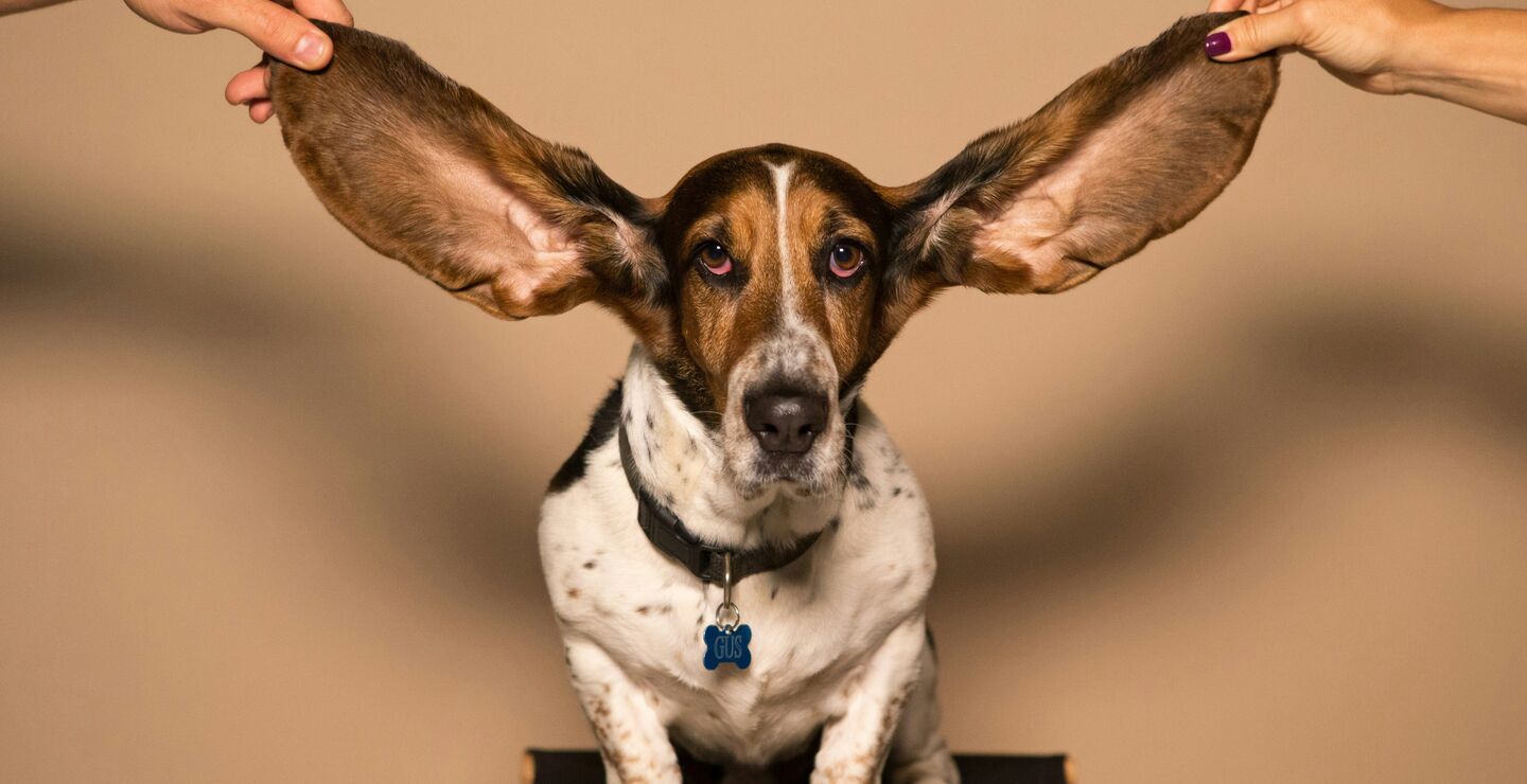 A dog with big ears.