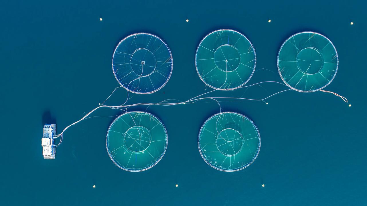 Fish farm