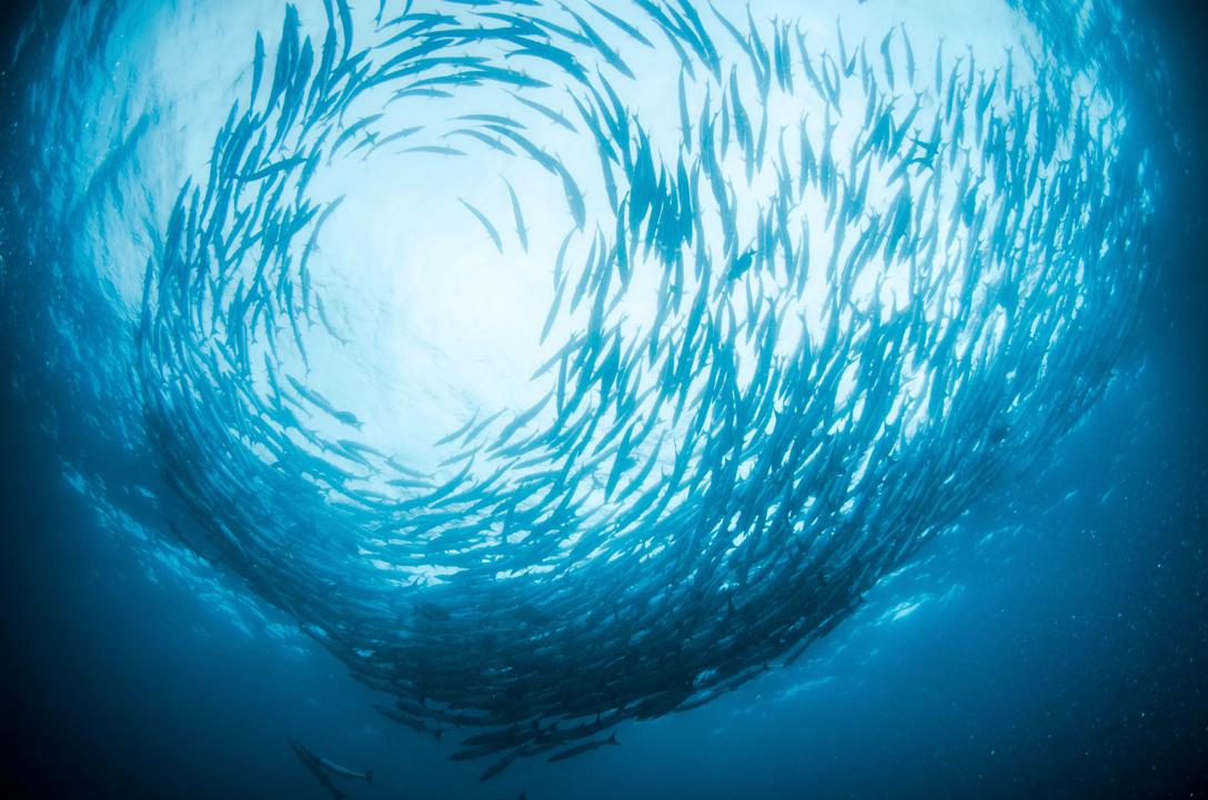 Fish in ocean