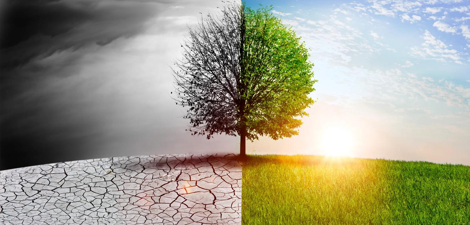 Nature in change visible on a tree