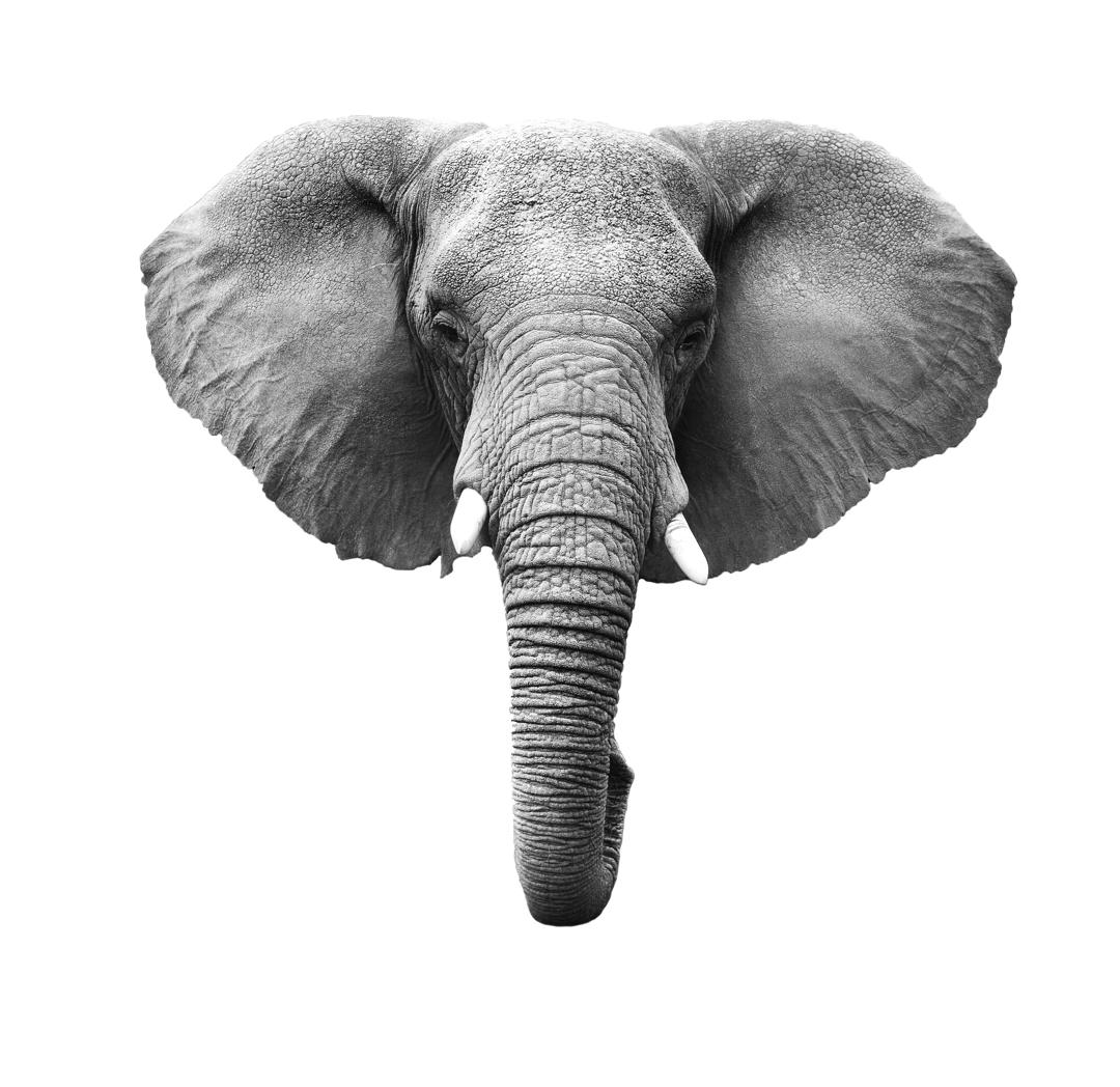 Bilde av en elefant