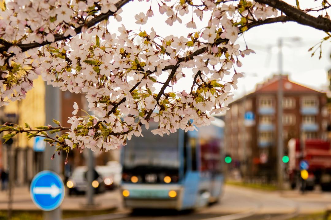 «Kanskje min bekymring for nye virus er overdreven», skriver Knut Anton Mork. «Men hvis ikke, burde vi ikke da ta en tenkepause omkring kollektivsatsing? Burde vi ikke for eksempel forske mer på flåter av selvkjørende taxier i byene? Eller satse mer på motorveier for elbiler enn på høyhastighetstog mellom de store byene?