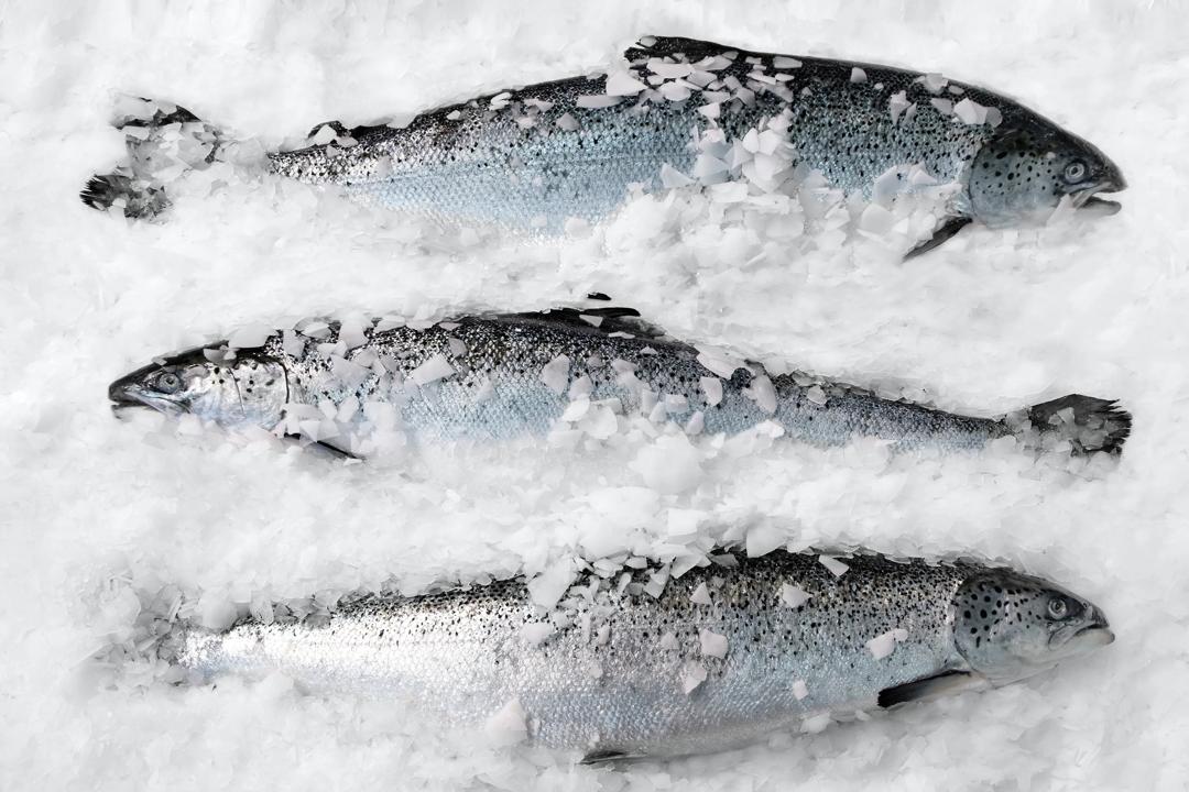 What does the premium salmon (pictured) look like, sound like, and feel like? 