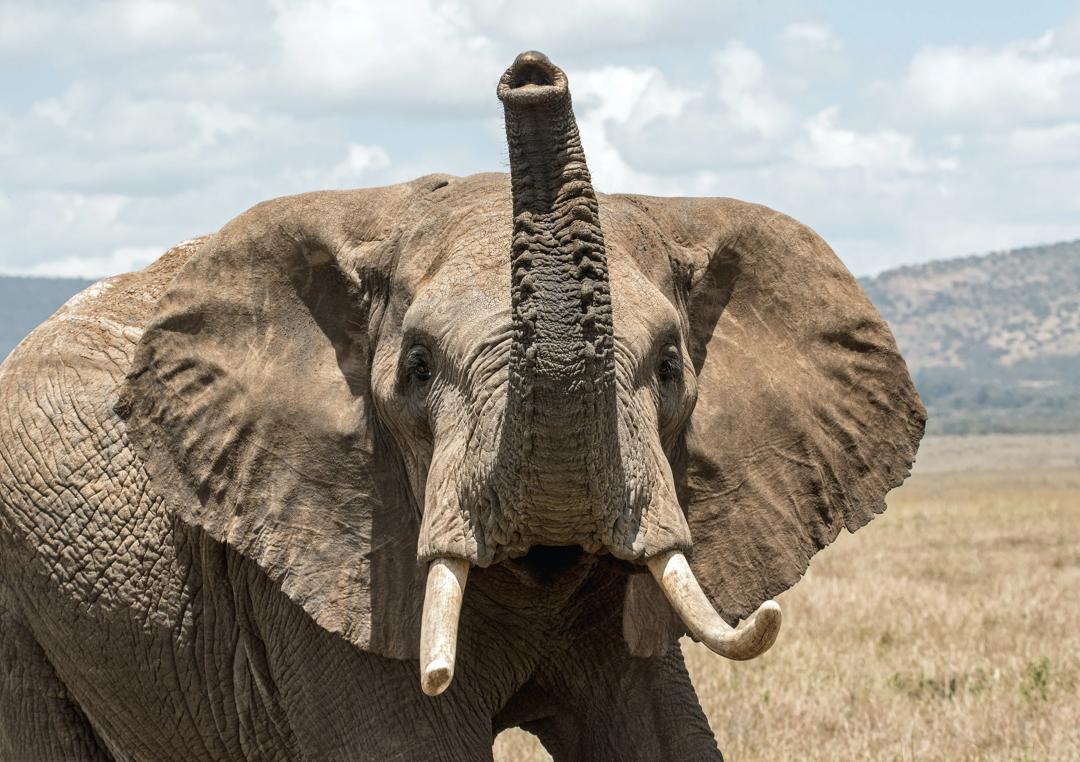 Upset elephant
