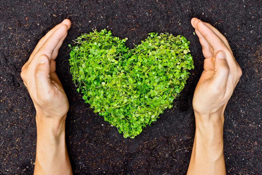 Hands holding green heart shaped tree.