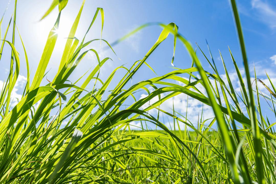 Gress foran bl&aring; himmel