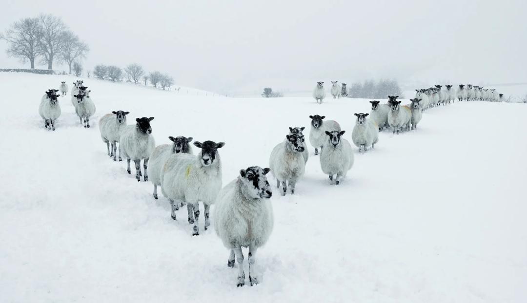 Sheep in a V-formation