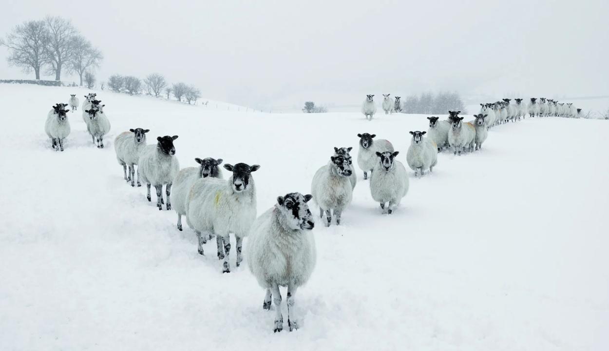 Sheep in a V-formation