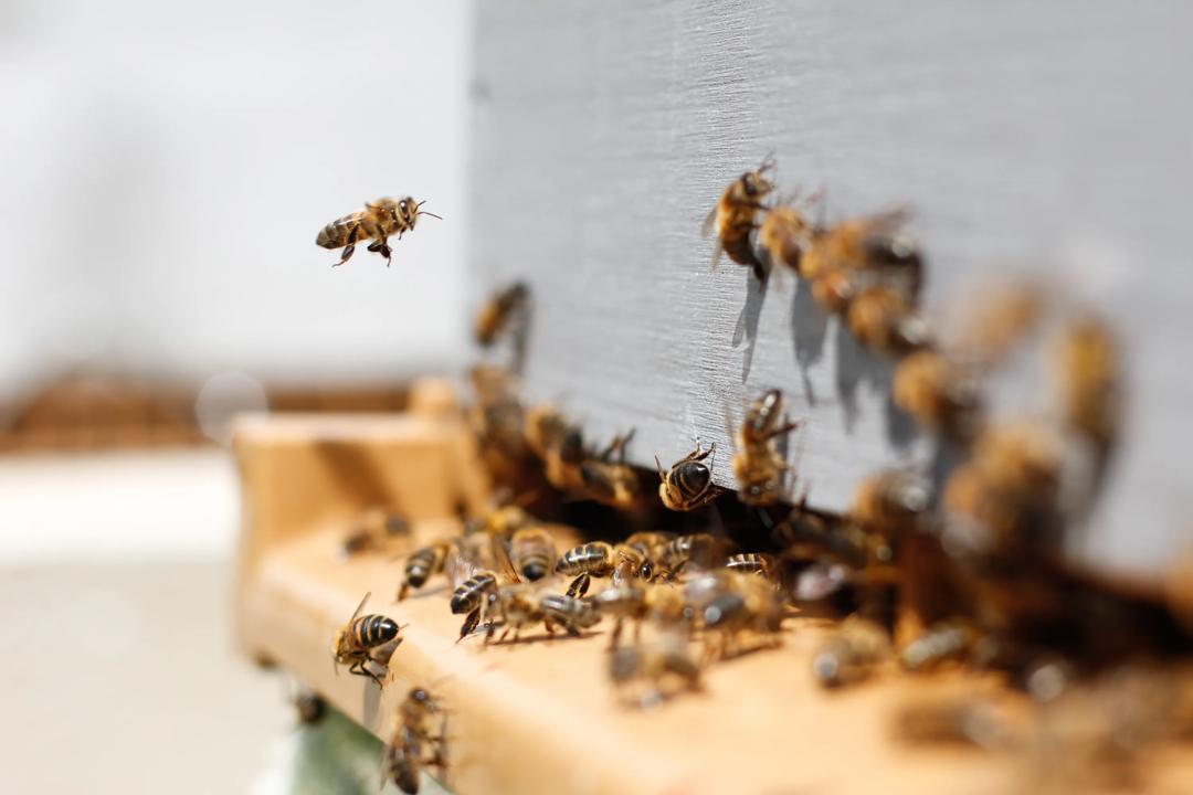 Bees flying in and out of a beehive