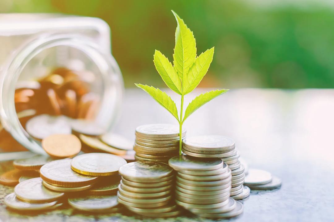 Coins with a green plant standing on the coins.