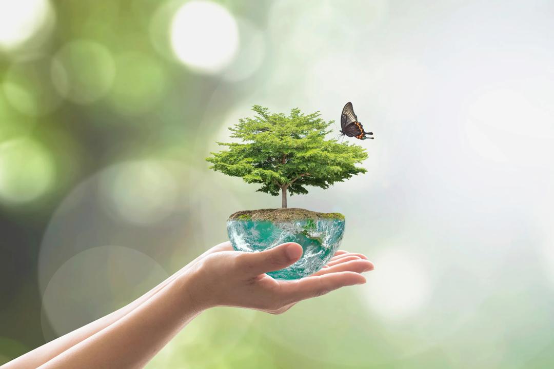 A pair of hands holding a tree in water, with a butterfly flying over