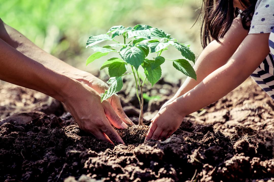 To hender som planter en plante