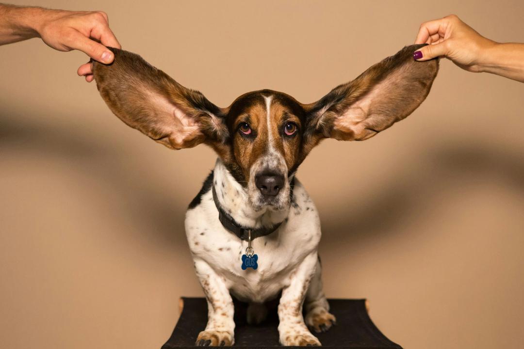 A dog with big ears.
