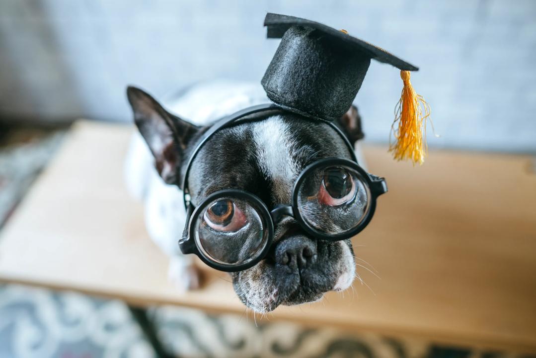 Hund med briller og graduerings hatt
