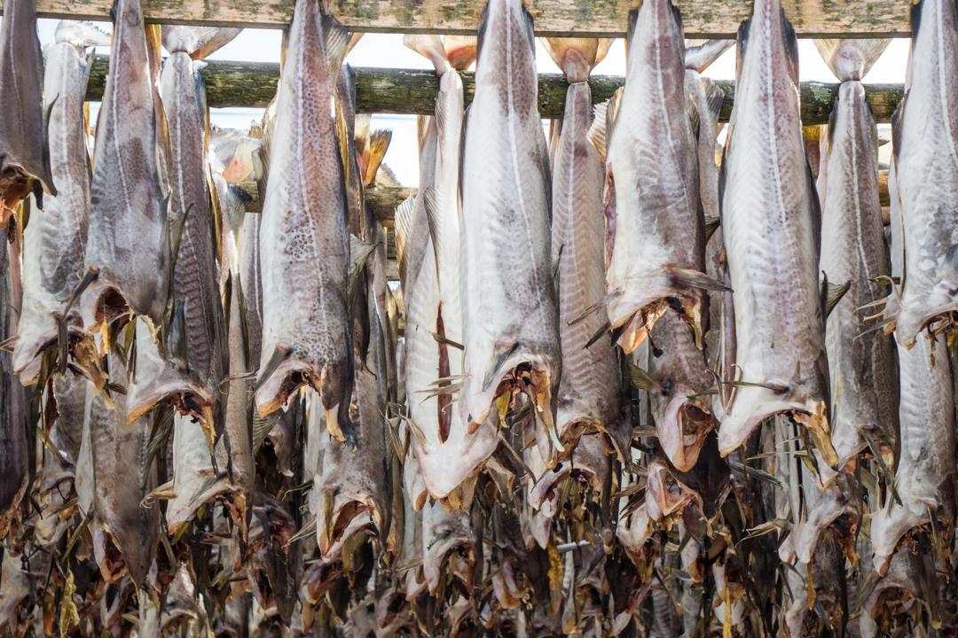 Tørrfisk som henger til tørk
